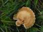 Mezei szegfűgomba (Marasmius oreades), Budai-hegység